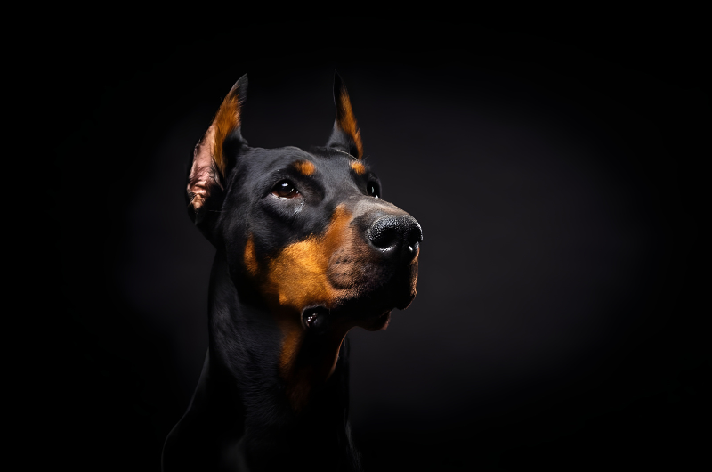 Doberman Dog Attacks The Essential Facts